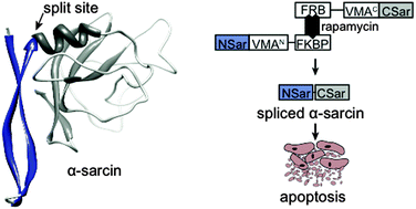 Graphical abstract: Conditional protein splicing of α-sarcin in live cells