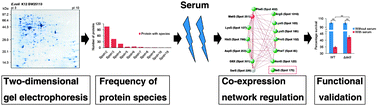 Graphical abstract: Characterization of protein species and weighted protein co-expression network regulation of Escherichia coli in response to serum killing using a 2-DE based proteomics approach