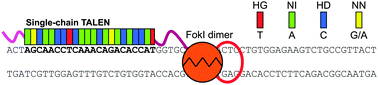 Graphical abstract: A single-chain TALEN architecture for genome engineering