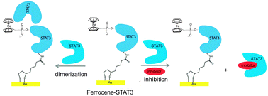 Graphical abstract: Electrochemical detection of the Fc-STAT3 phosphorylation and STAT3–Fc-STAT3 dimerization and inhibition