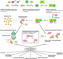 Graphical abstract: The ubiquitin system: an essential component to unlocking the secrets of malaria parasite biology