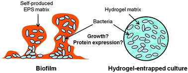 Graphical abstract: Cell growth and protein expression of Shewanella oneidensis in biofilms and hydrogel-entrapped cultures