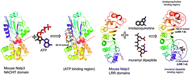 Graphical abstract: A conformational analysis of mouse Nalp3 domain structures by molecular dynamics simulations, and binding site analysis