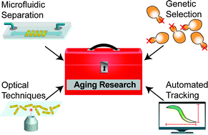 Graphical abstract: From cradle to grave: high-throughput studies of aging in model organisms