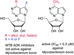 Graphical abstract: 6-Alkyl-, 6-aryl- or 6-hetaryl-7-deazapurine ribonucleosides as inhibitors of human or MTB adenosine kinase and potential antimycobacterial agents