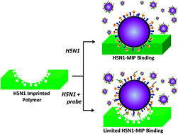 Graphical abstract: A novel approach to identify molecular binding to the influenza virus H5N1: screening using molecularly imprinted polymers (MIPs)
