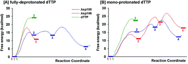 Graphical abstract: QM/MM simulations indicate that Asp185 is the likely catalytic base in the enzymatic reaction of HIV-1 reverse transcriptase