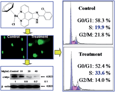Graphical abstract: Arene ruthenium(ii) complexes induce S-phase arrest in MG-63 cells through stabilization of c-Myc G-quadruplex DNA