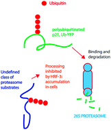 Graphical abstract: Identification of an inhibitor of the ubiquitin–proteasome system that induces accumulation of polyubiquitinated proteins in the absence of blocking of proteasome function
