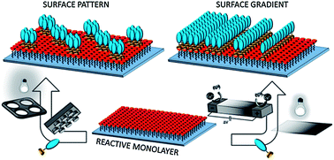Graphical abstract: Reactive self-assembled monolayers: from surface functionalization to gradient formation