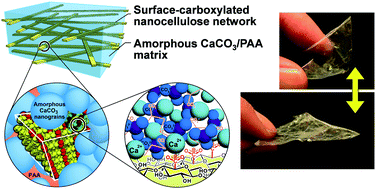 Graphical abstract: Bioinspired stiff and flexible composites of nanocellulose-reinforced amorphous CaCO3
