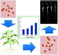 Graphical abstract: Trans-generational impact of cerium oxide nanoparticles on tomato plants