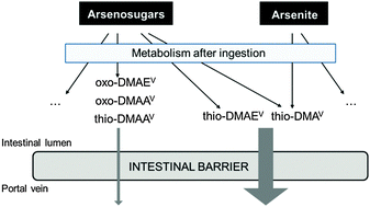 Graphical abstract: In vitro intestinal bioavailability of arsenosugar metabolites and presystemic metabolism of thio-dimethylarsinic acid in Caco-2 cells