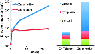 Graphical abstract: Zinc export results in adaptive zinc tolerance in the ectomycorrhizal basidiomycete Suillus bovinus