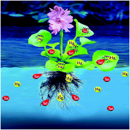 Graphical abstract: Identification of proteins involved in Hg–Se antagonism in water hyacinth (Eichhornia crassipes)