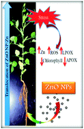 Graphical abstract: Physiological effects of nanoparticulate ZnO in green peas (Pisum sativum L.) cultivated in soil