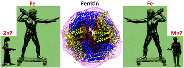Graphical abstract: Biophysical and genetic analysis of iron partitioning and ferritin function in Drosophila melanogaster