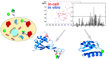 Graphical abstract: In-cell NMR: an emerging approach for monitoring metal-related events in living cells