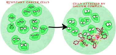 Graphical abstract: Gallium phosphinoarylbisthiolato complexes counteract drug resistance of cancer cells