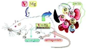Graphical abstract: The influence of combined magnesium and vanadate administration on the level of some elements in selected rat organs: V–Mg interactions and the role of iron-essential protein (DMT-1) in the mechanism underlying altered tissues iron level
