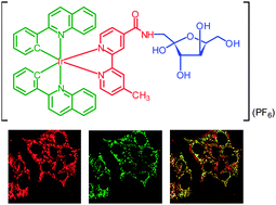 Graphical abstract: Photophysical and cellular uptake properties of novel phosphorescent cyclometalated iridium(iii) bipyridine d-fructose complexes