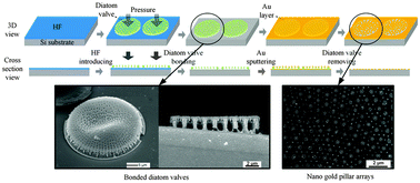 Graphical abstract: Bonding of diatom frustules and Si substrates assisted by hydrofluoric acid