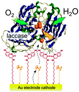 Graphical abstract: Bioelectrocatalytic reduction of O2 at a supramolecularly associated laccase electrode