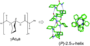 Graphical abstract: Helix foldamers of γ-peptides based on 2-aminocyclohexylacetic acid: a computational study