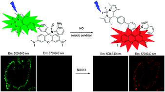 Graphical abstract: From a BODIPY–rhodamine scaffold to a ratiometric fluorescent probe for nitric oxide