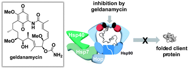 Graphical abstract: Targeting heat-shock-protein 90 (Hsp90) by natural products: geldanamycin, a show case in cancer therapy