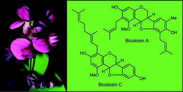 Graphical abstract: Isoflavonoids of the Leguminosae