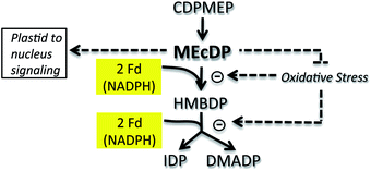 Graphical abstract: Methylerythritol 4-phosphate (MEP) pathway metabolic regulation