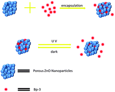 Graphical abstract: UV and dark-triggered repetitive release and encapsulation of benzophenone-3 from biocompatible ZnO nanoparticles potential for skin protection