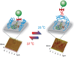 Graphical abstract: Nanopatterned polymer brushes as switchable bioactive interfaces