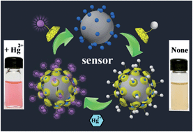 Graphical abstract: Fluorescent and colorimetric magnetic microspheres as nanosensors for Hg2+ in aqueous solution prepared by a sol–gel grafting reaction and host–guest interaction
