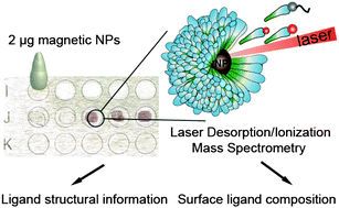 Graphical abstract: Characterization of surface ligands on functionalized magnetic nanoparticles using laser desorption/ionization mass spectrometry (LDI-MS)