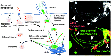 Graphical abstract: Evaluation of nanoparticles as endocytic tracers in cellular microbiology