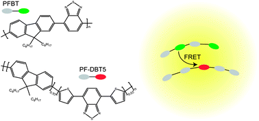 Graphical abstract: Internal structure-mediated ultrafast energy transfer in self-assembled polymer-blend dots