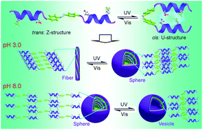 Graphical abstract: Photo-switched self-assembly of a gemini α-helical peptide into supramolecular architectures