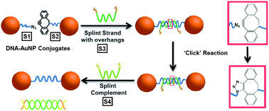 Graphical abstract: Copper-free click chemistry as an emerging tool for the programmed ligation of DNA-functionalised gold nanoparticles