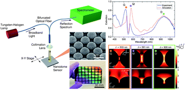 Graphical abstract: Multi-resonant plasmonic nanodome arrays for label-free biosensing applications