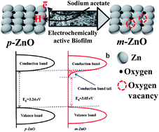 Graphical abstract: Oxygen vacancy induced band gap narrowing of ZnO nanostructures by an electrochemically active biofilm