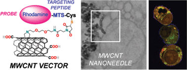 Graphical abstract: Peptide-based carbon nanotubes for mitochondrial targeting