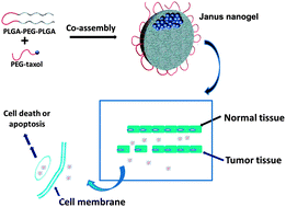 Graphical abstract: Janus nanogels of PEGylated Taxol and PLGA–PEG–PLGA copolymer for cancer therapy