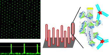 Graphical abstract: Vertical nanowire arrays as a versatile platform for protein detection and analysis