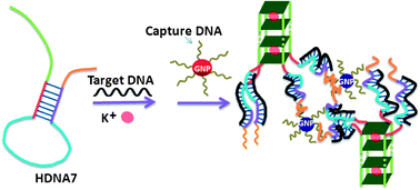 Graphical abstract: Architecture based on the integration of intermolecular G-quadruplex structure with sticky-end pairing and colorimetric detection of DNA hybridization