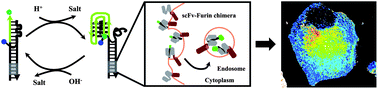 Graphical abstract: Recombinant antibody mediated delivery of organelle-specific DNA pH sensors along endocytic pathways