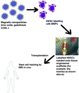 Graphical abstract: Tracking stem cells in tissue-engineered organs using magnetic nanoparticles