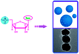 Graphical abstract: One-step nucleotide-programmed growth of porous upconversion nanoparticles: application to cell labeling and drug delivery