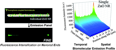 Graphical abstract: Unique temporal and spatial biomolecular emission profile on individual zinc oxide nanorods